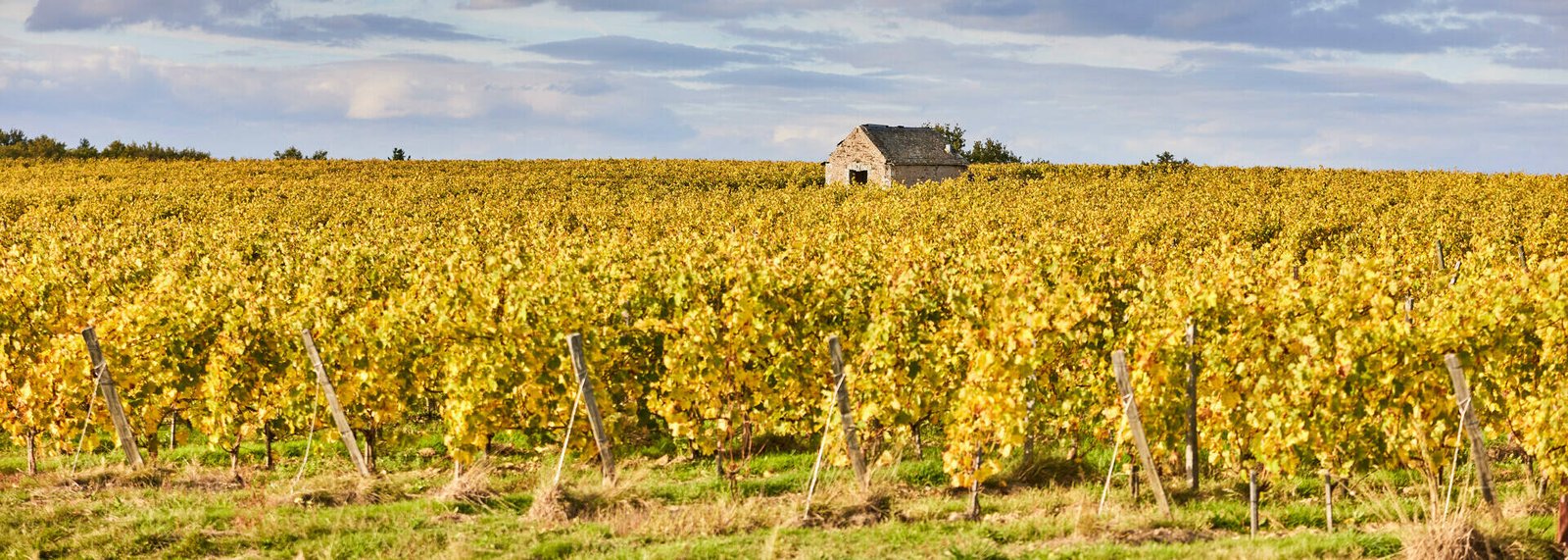 vignobles de l'anjou