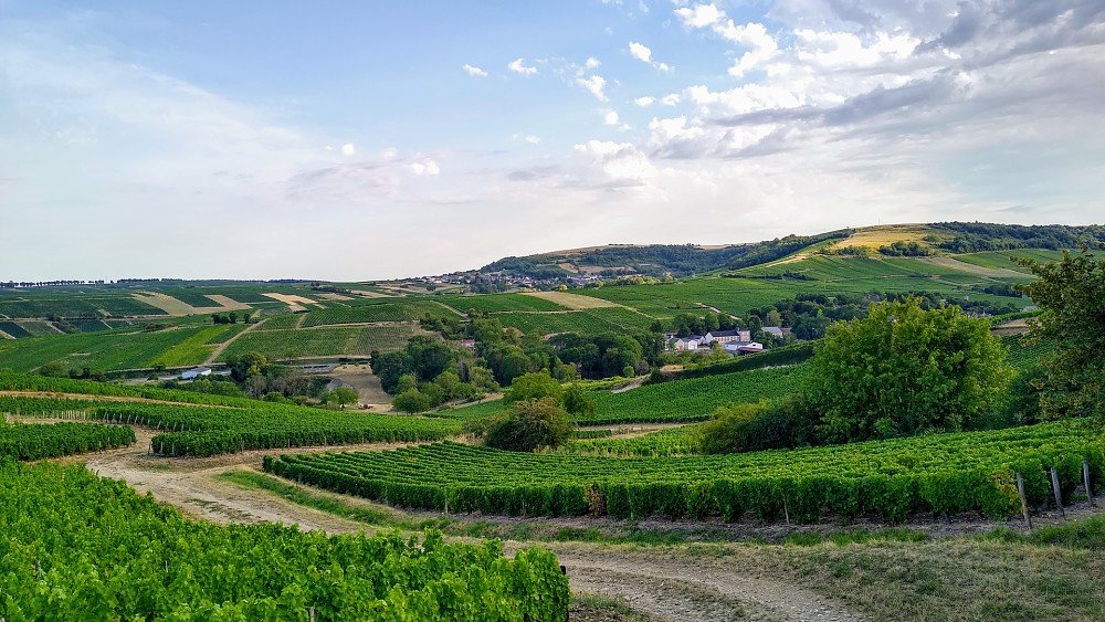 vignobles d'anjou, un terroir d'exception où la tradition viticole rencontre l'innovation. explorez des paysages enchanteurs, savourez des vins renommés et plongez dans l'héritage culturel de cette région viticole française.