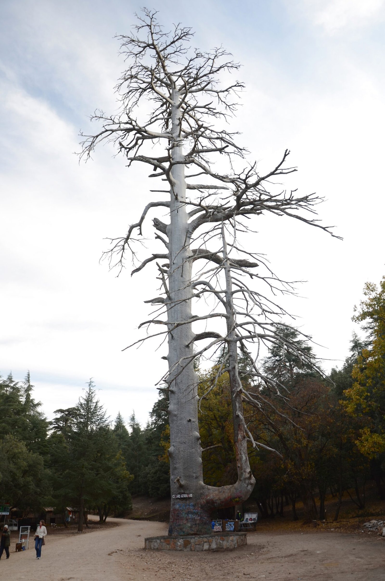 découvrez les majestueux cèdres millénaires d'azrou, un trésor naturel du maroc. plongez dans l'histoire et la beauté de ces arbres emblématiques, véritables témoins du temps, et explorez les paysages enchanteurs de la forêt de cèdres.